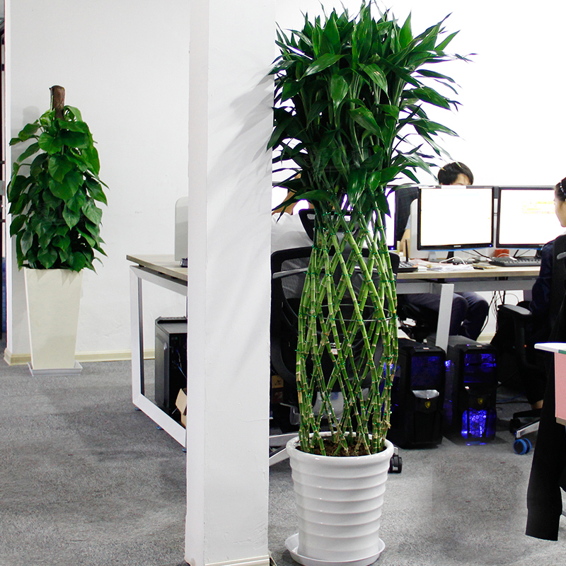 富贵竹笼（办公室绿植租赁）