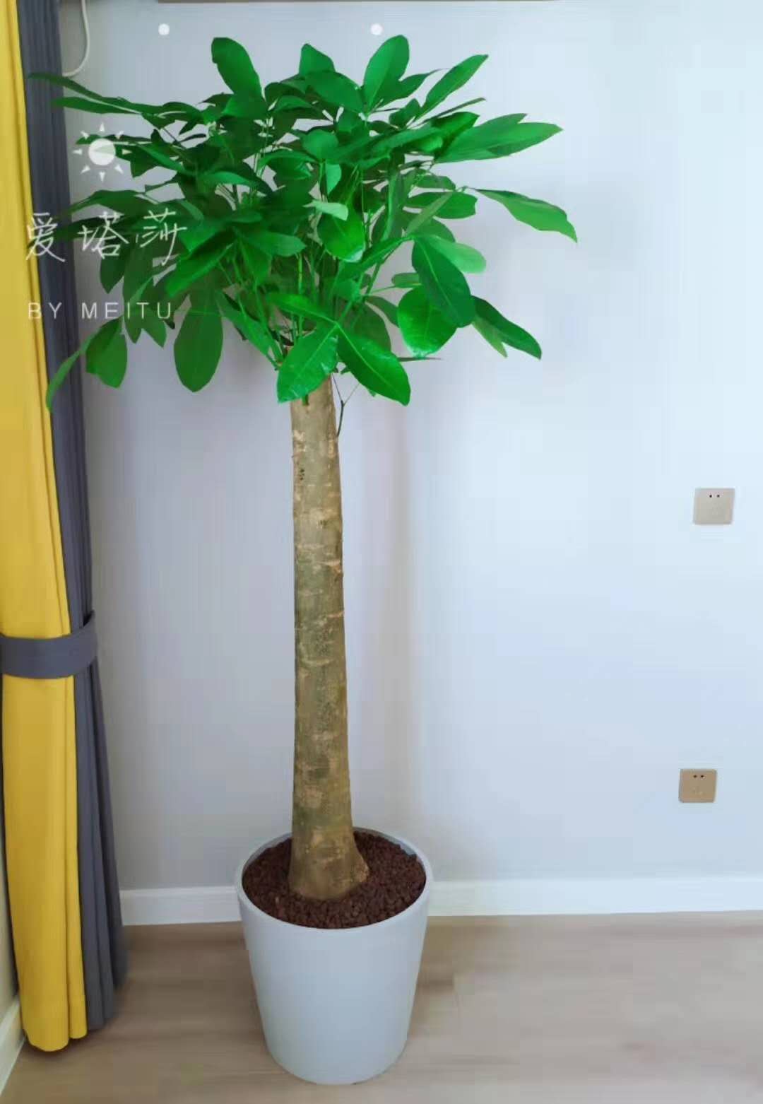 独杆发财树（北京绿植租赁）