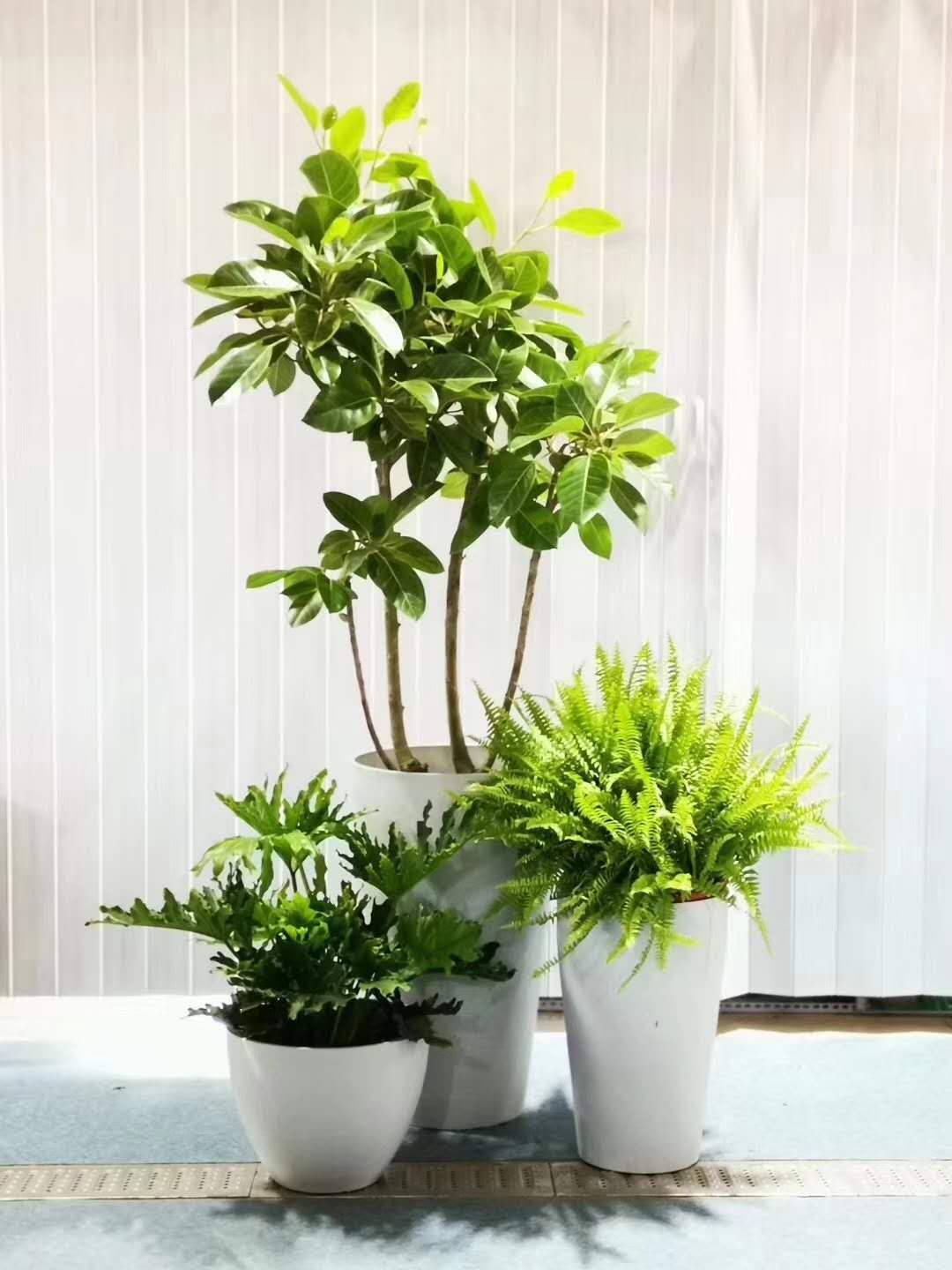 绿植租赁组合摆放