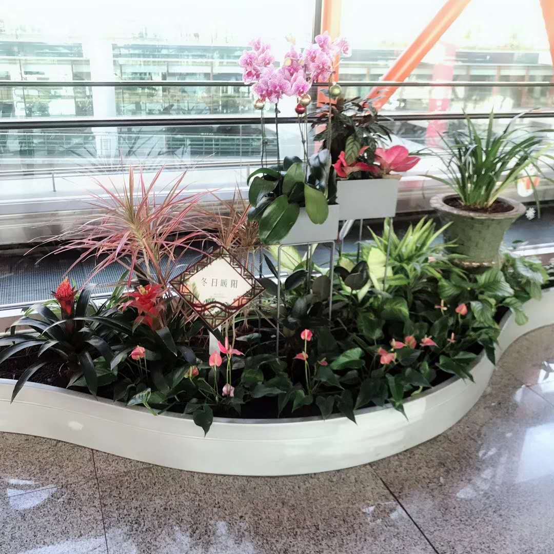 造型组合（植物租赁）