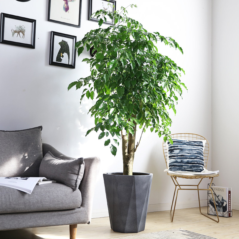 单杆绿宝（办公室植物租赁）