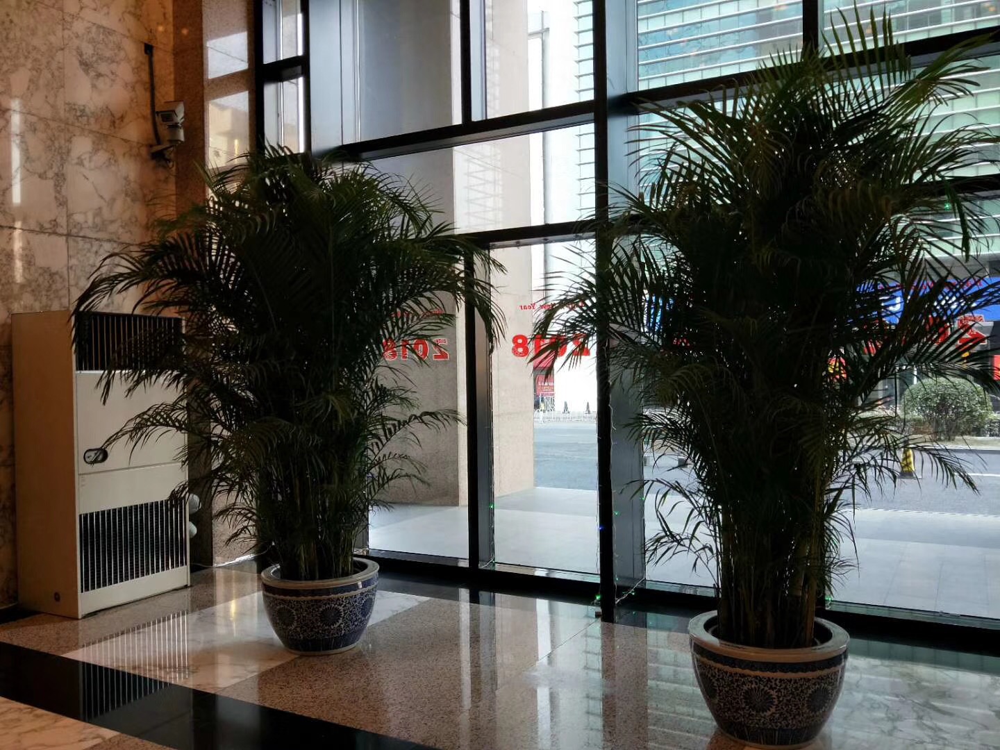 散尾葵(北京绿植租赁）