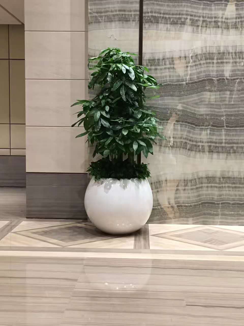 大型多枝发财树（租花）