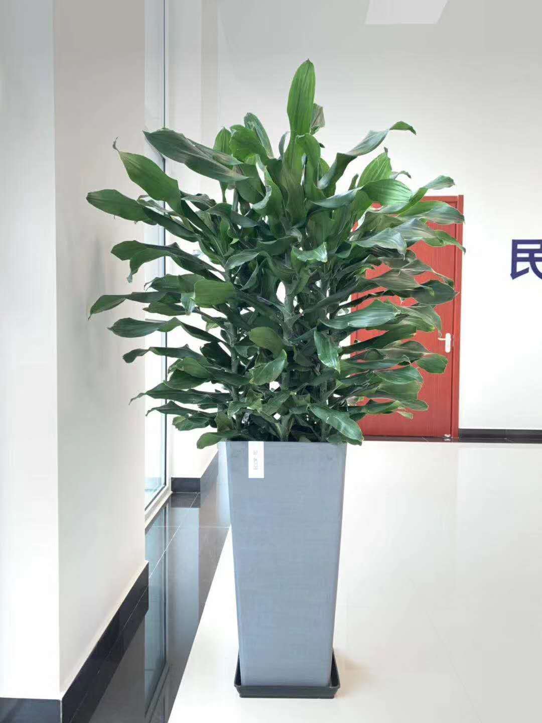 绿植租赁中的螺纹铁