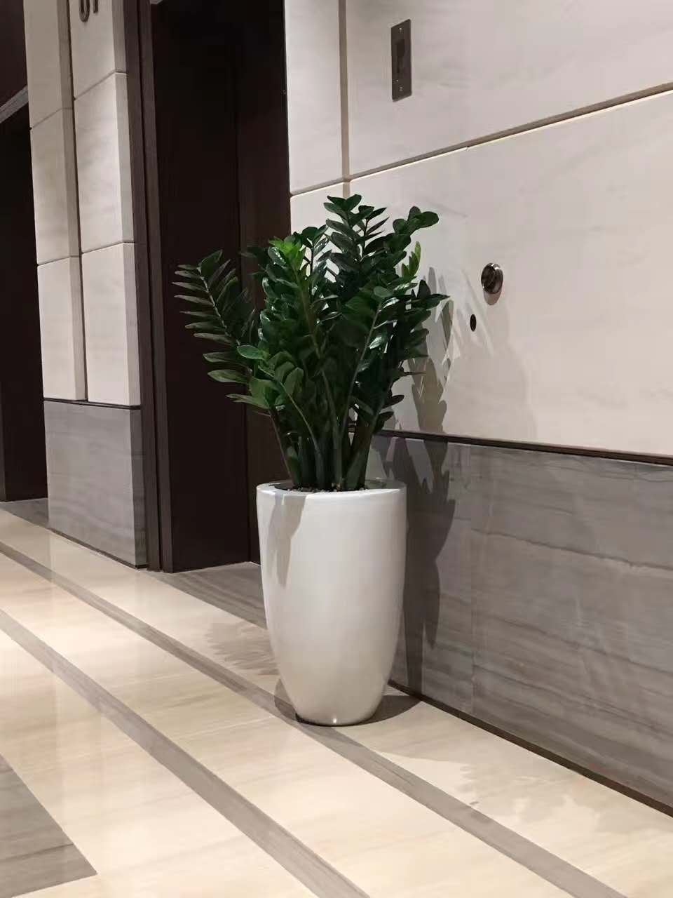 金钱树（办公室绿植摆放）