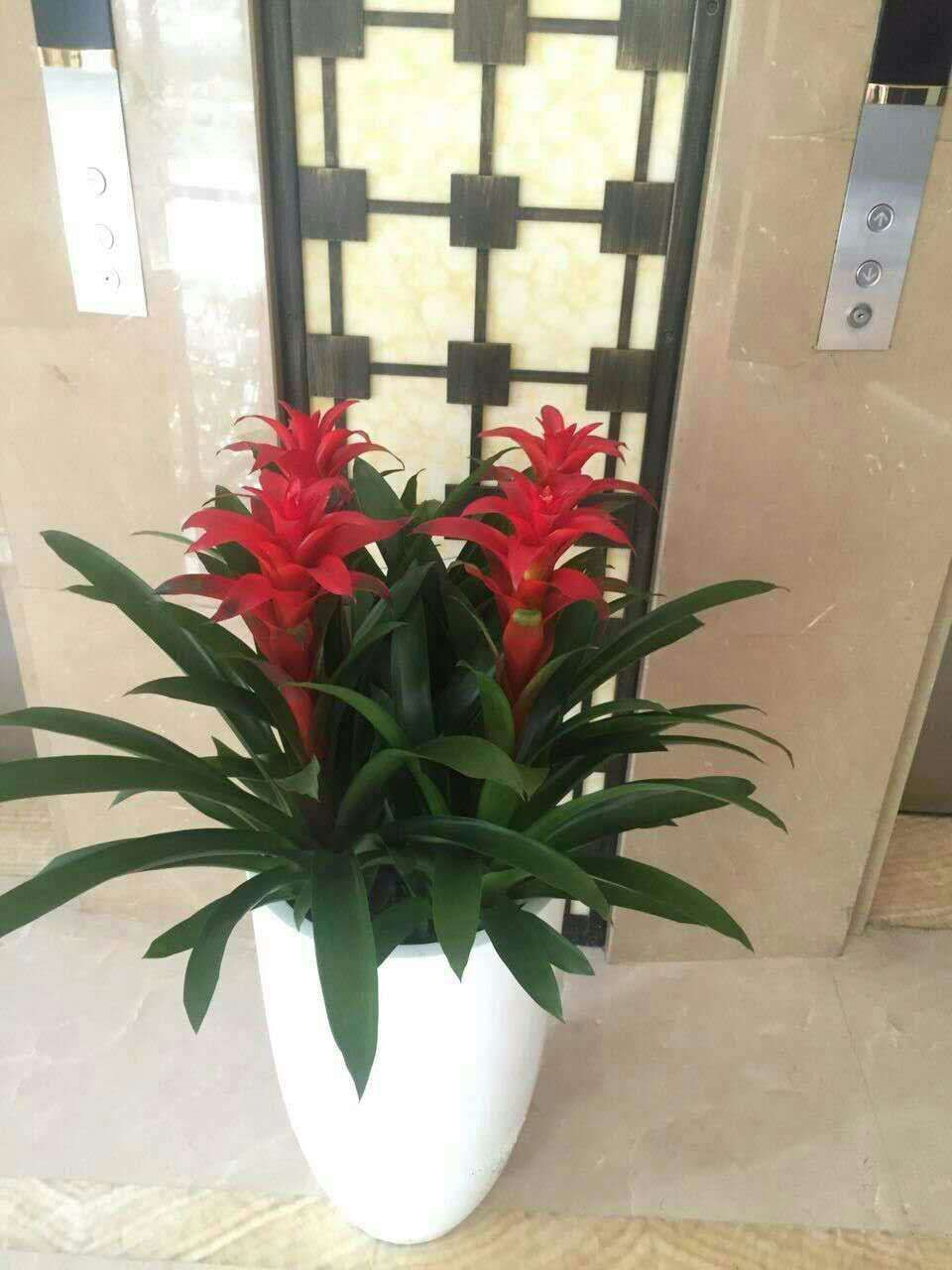 四棵组鸿运当头