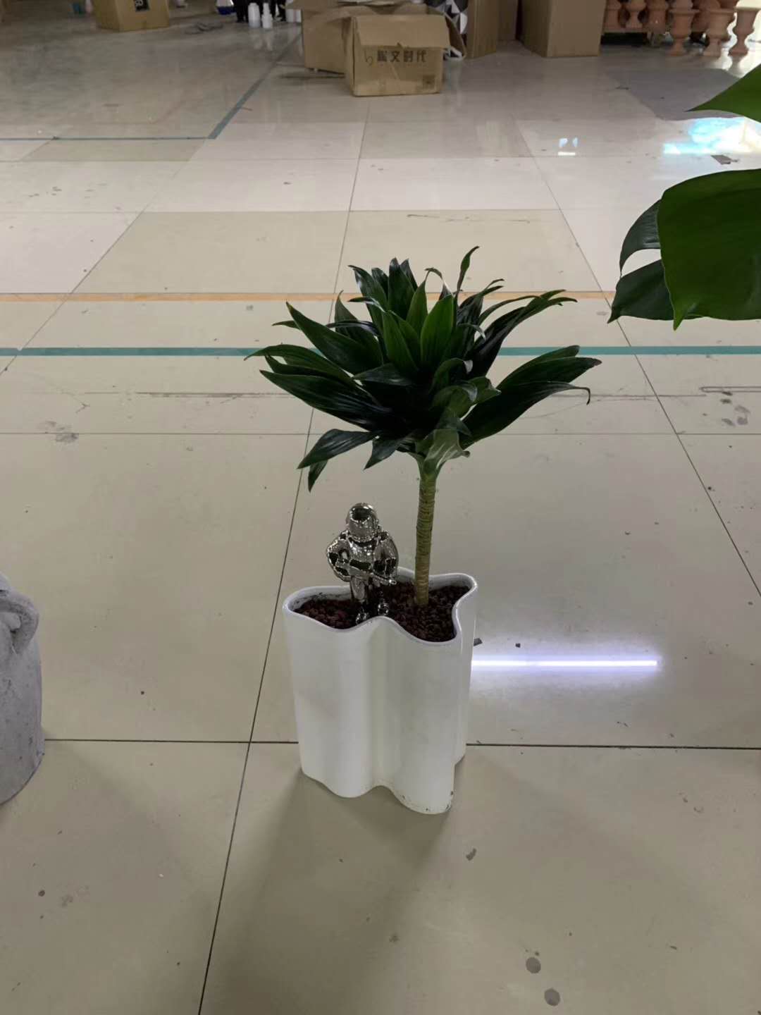 办公室绿植（小型）