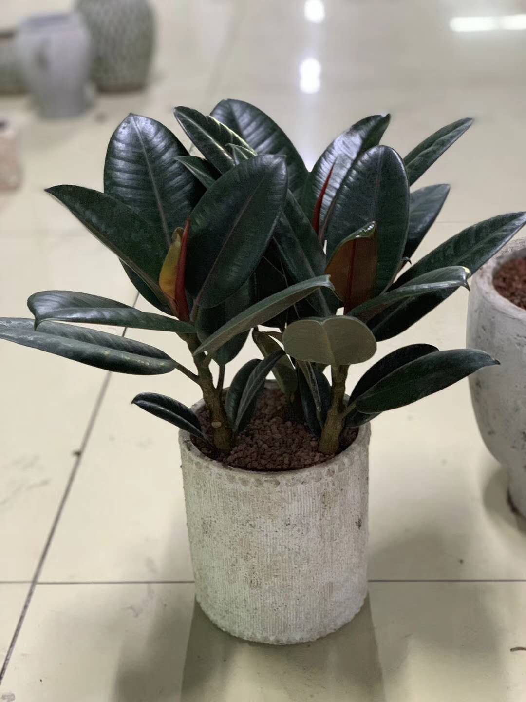 精品小盆栽（小橡皮树）