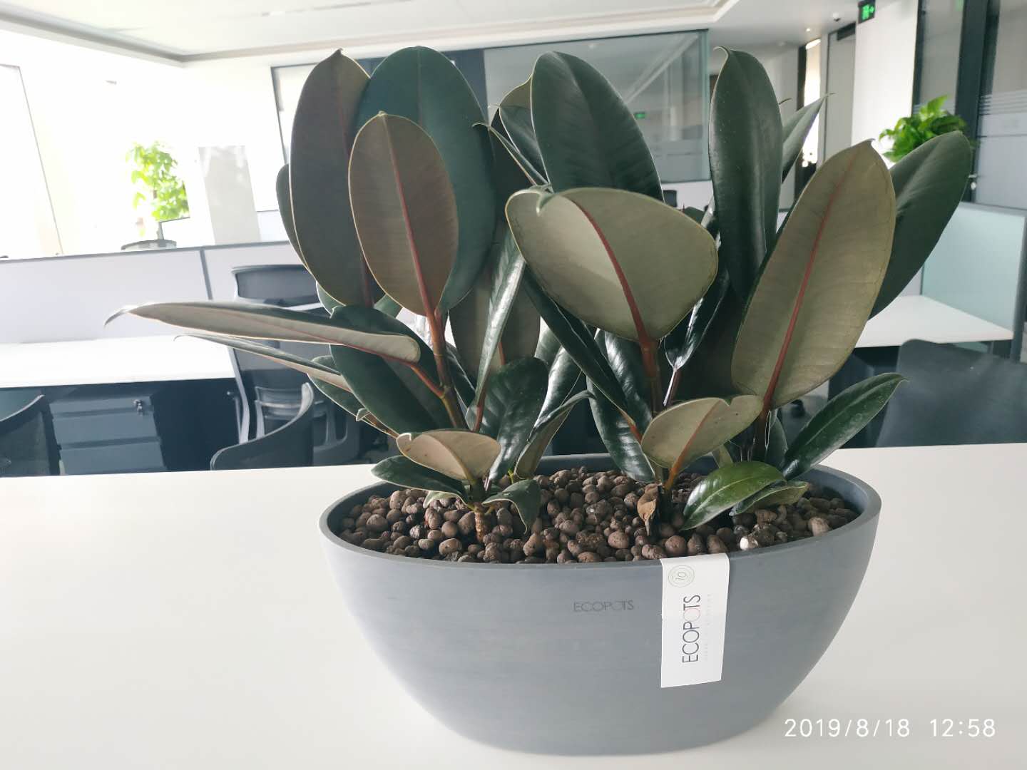 办公室双棵组小盆栽