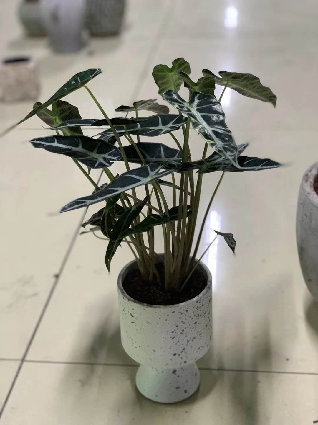 小型植物（办公室小绿植）